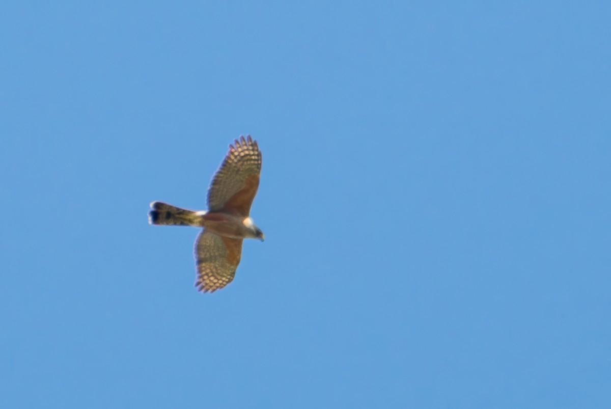 Gundlach's Hawk - ML638342107