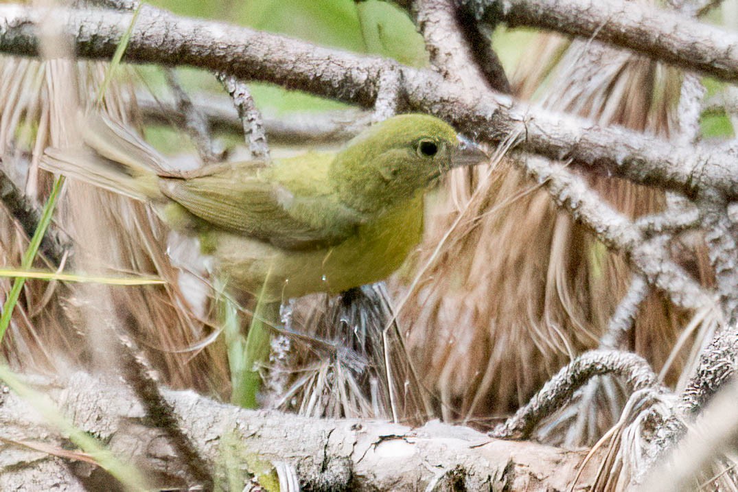 Painted Bunting - ML638342108