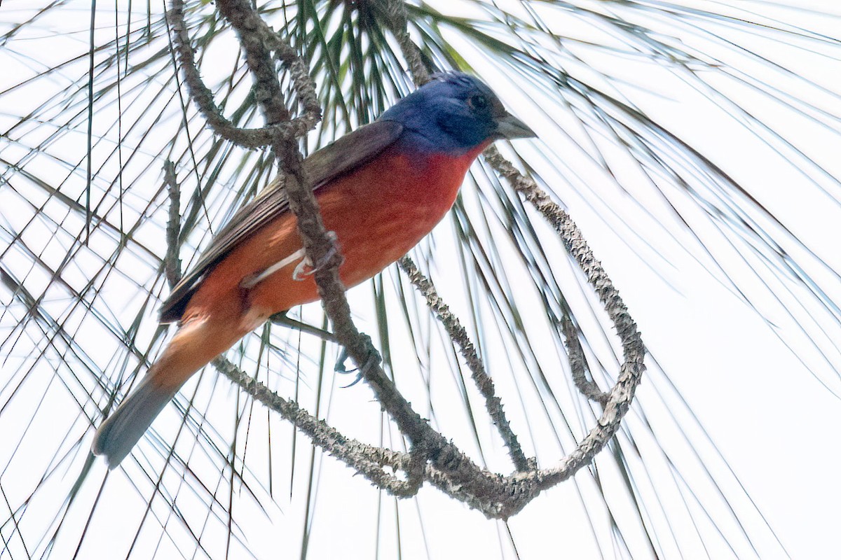 Painted Bunting - ML638342109