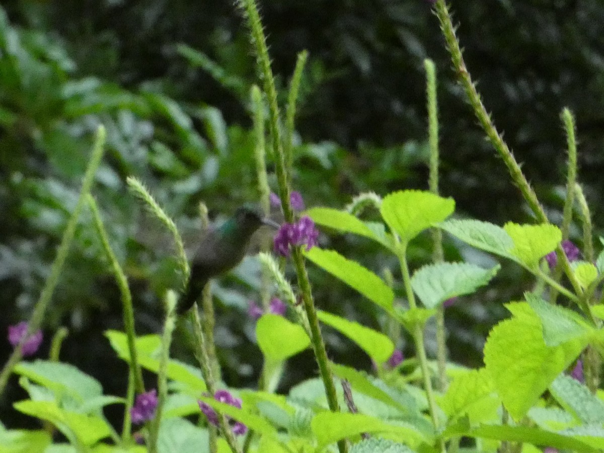 Crowned Woodnymph - ML638342134