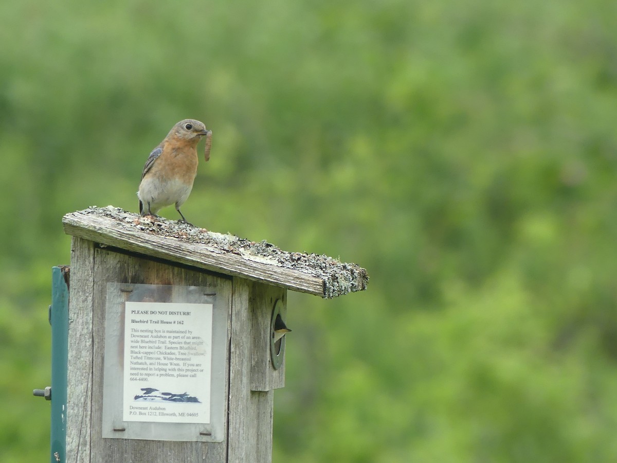 Eastern Bluebird - ML638342138
