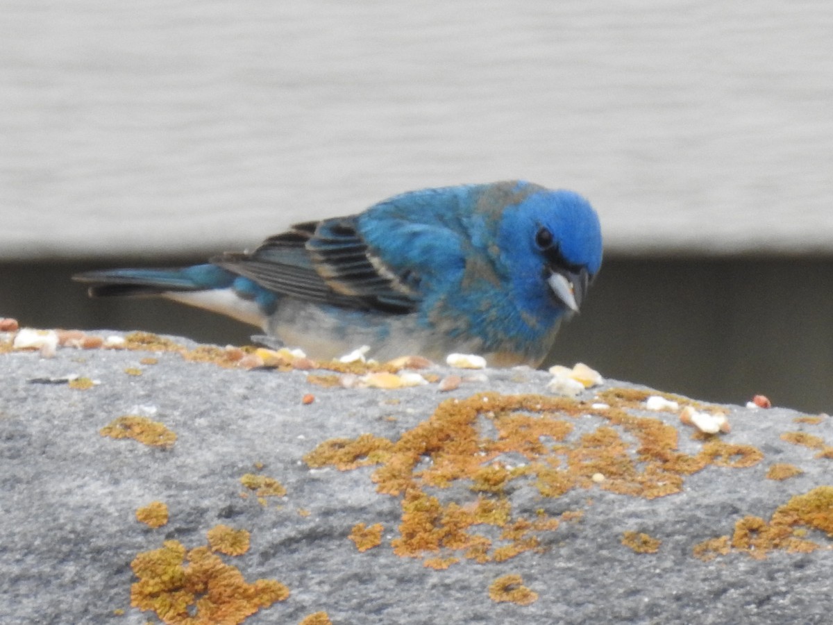 Lazuli x Indigo Bunting (hybrid) - ML638342179