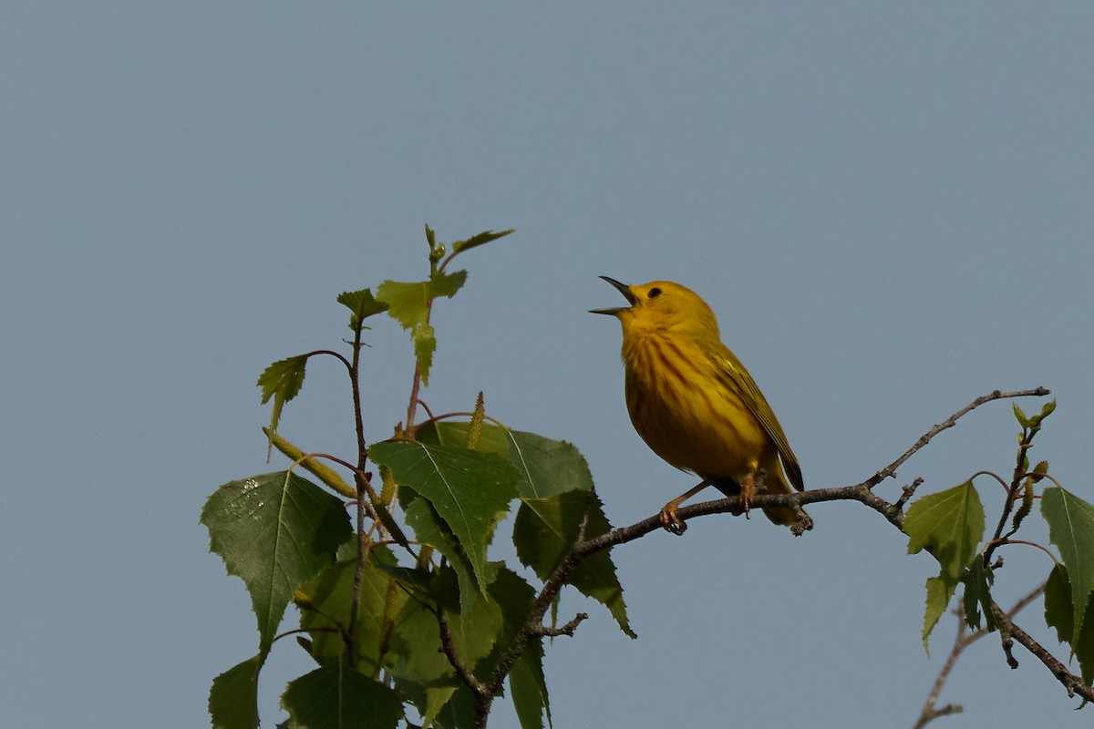 Yellow Warbler - ML638342191