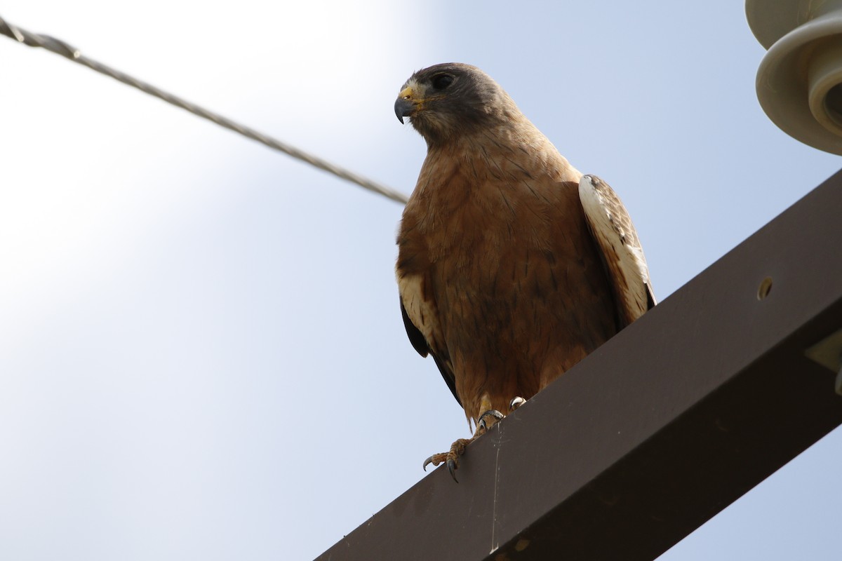Swainson's Hawk - ML638342193