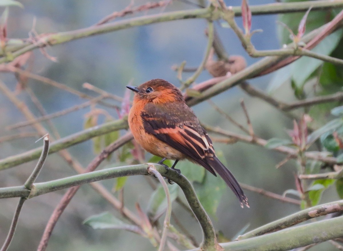 Cinnamon Flycatcher - ML638342195