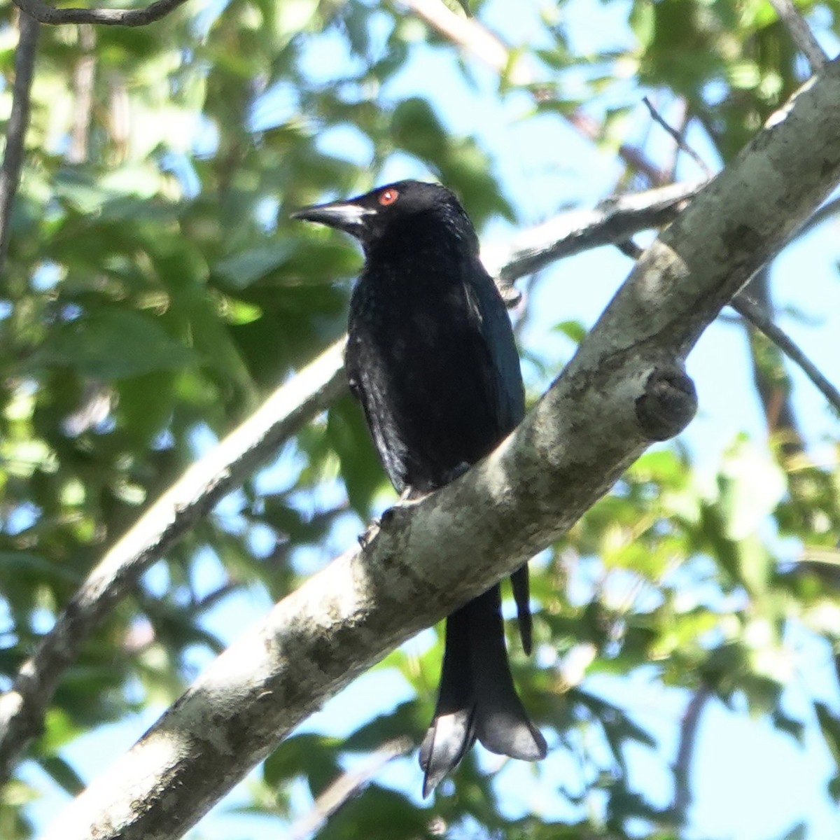 Spangled Drongo - ML638342201