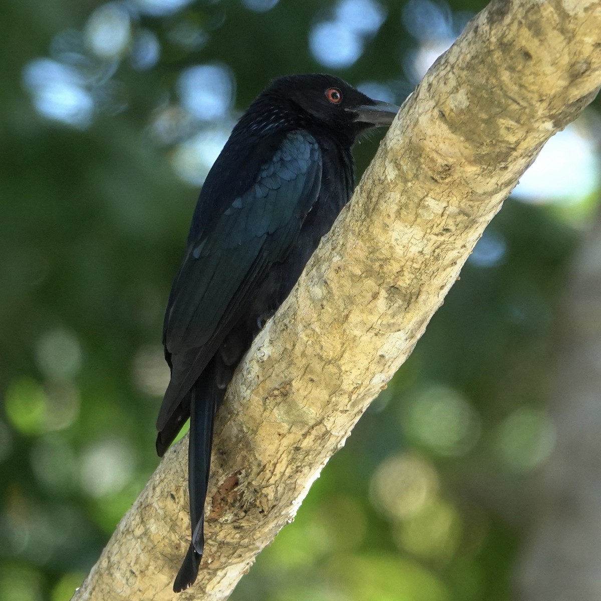 Spangled Drongo - ML638342202