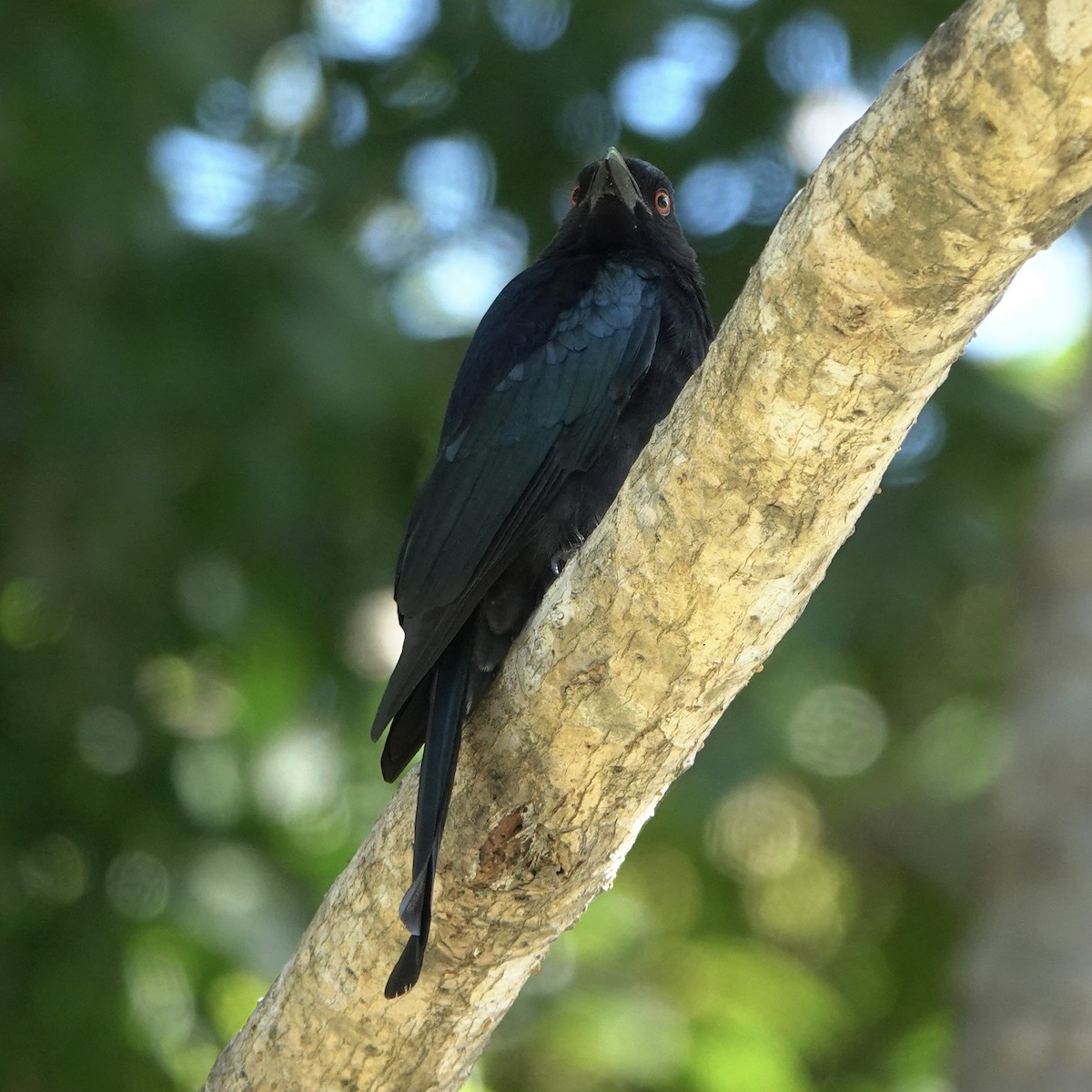Spangled Drongo - ML638342203