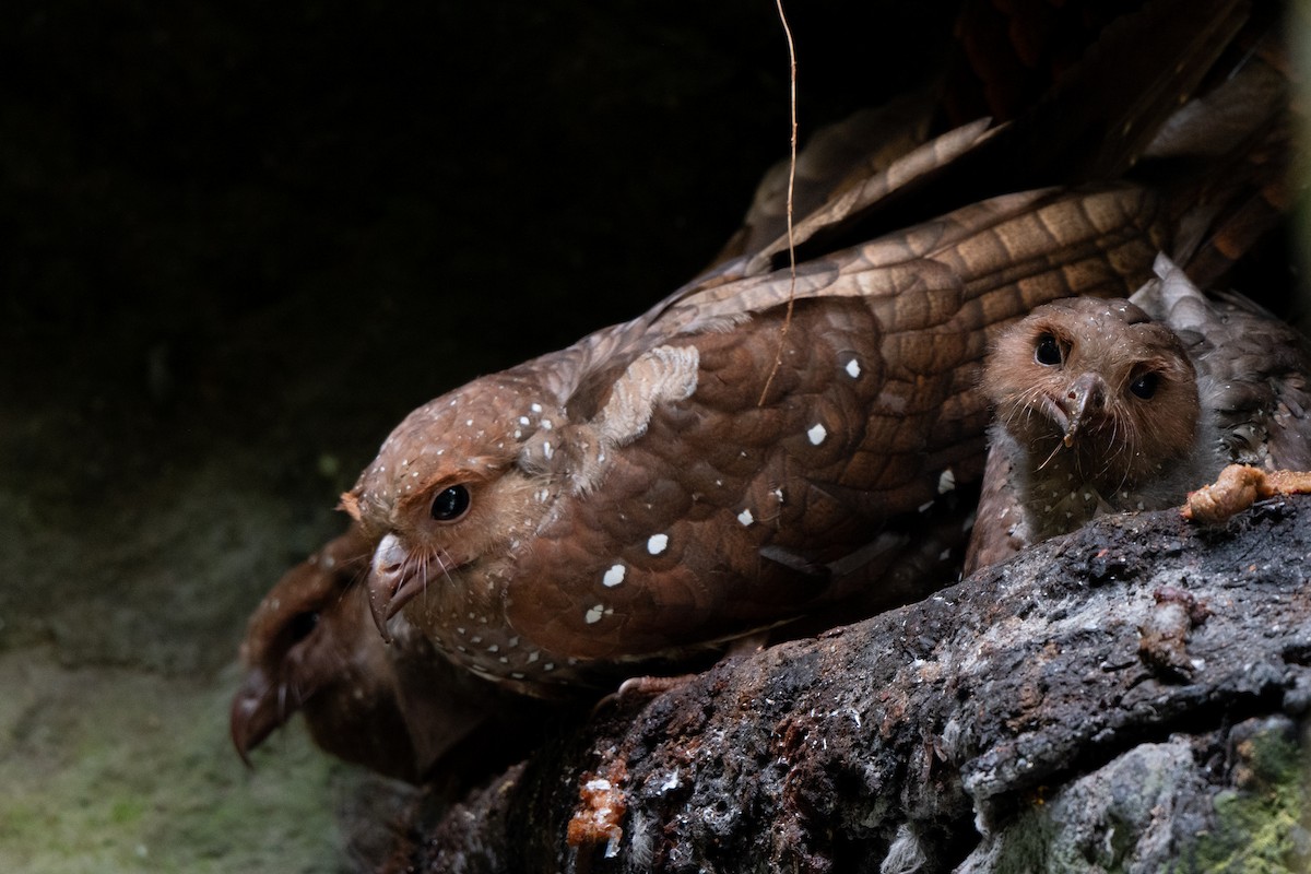 Oilbird - ML638342216
