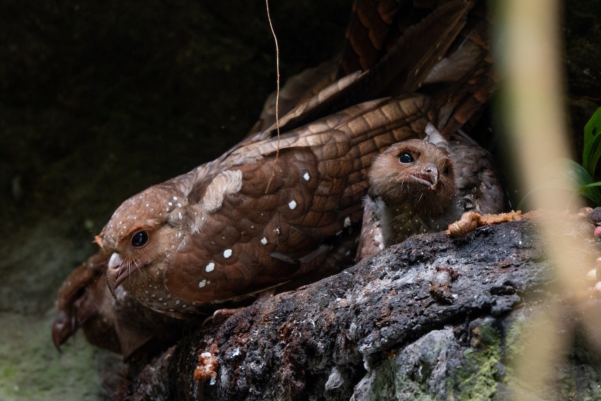 Oilbird - ML638342217