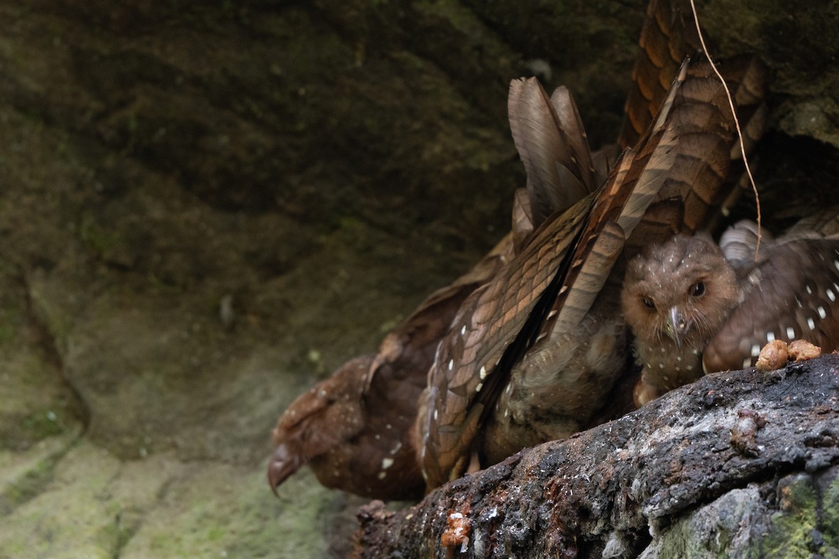 Oilbird - ML638342218