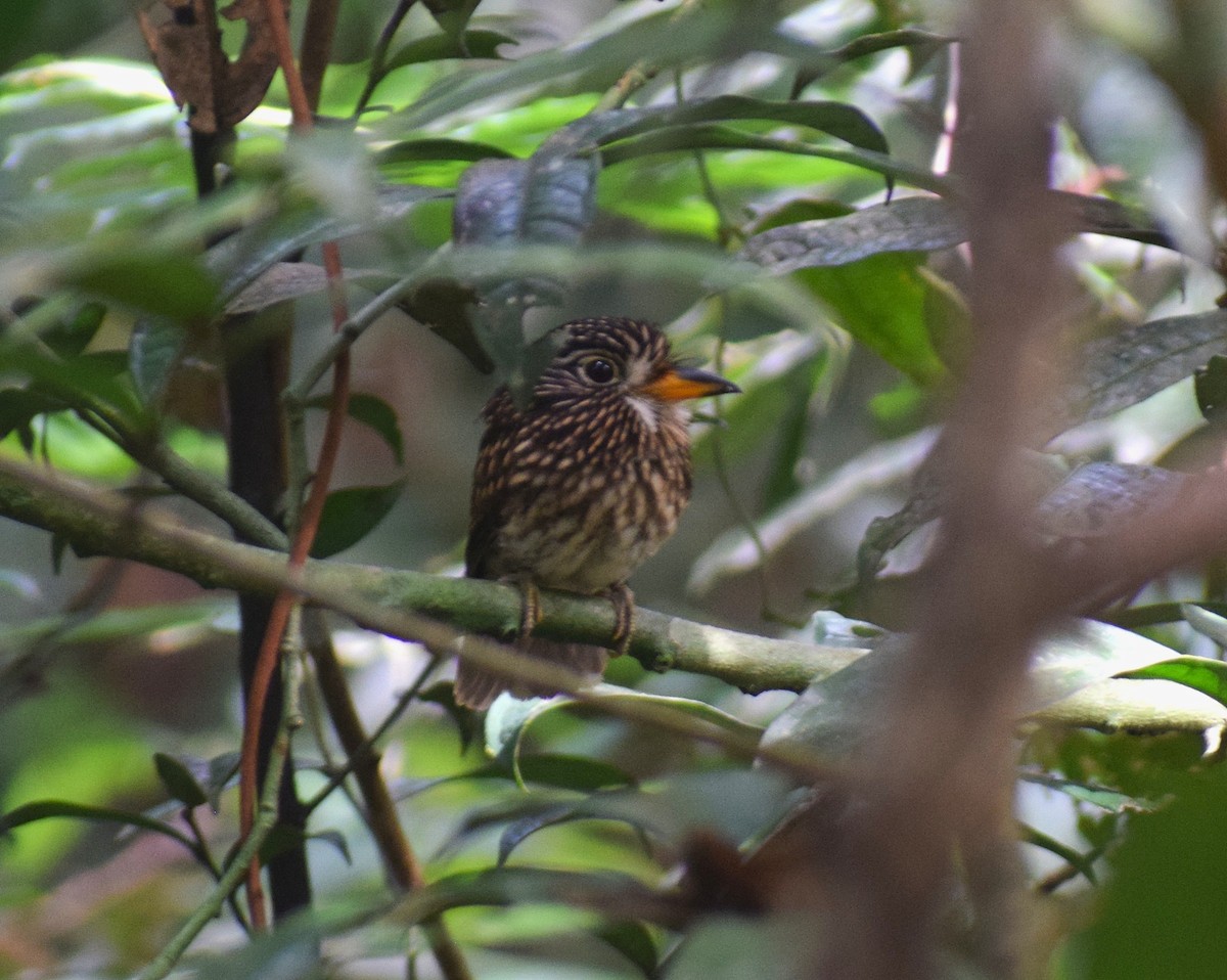 White-chested Puffbird - ML638342220