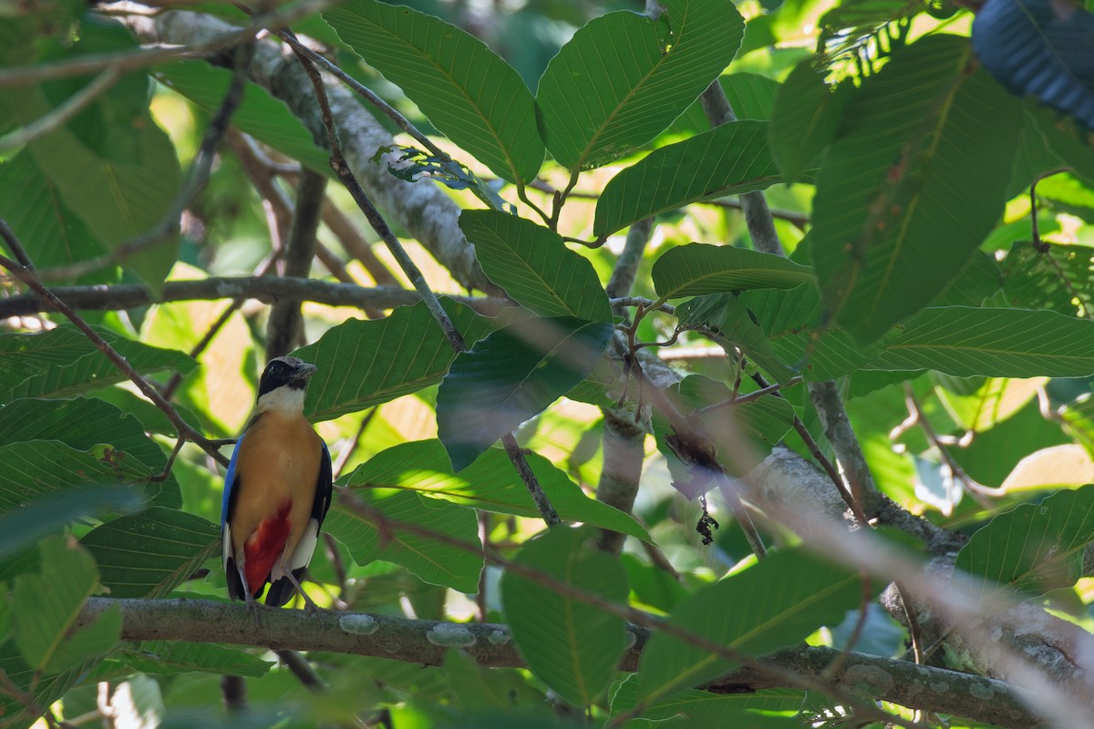Blue-winged Pitta - ML638342221