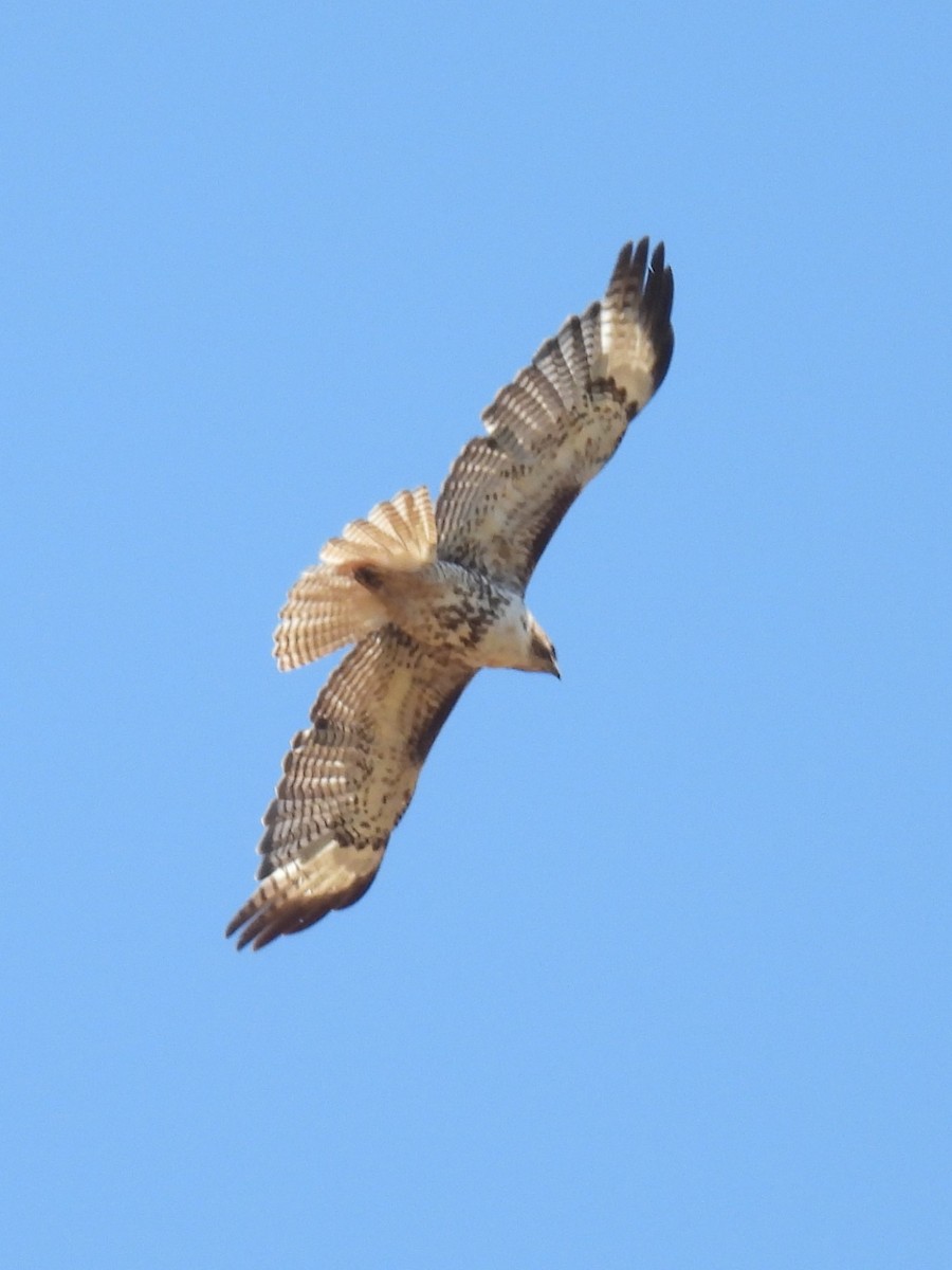 Red-tailed Hawk - ML638342224