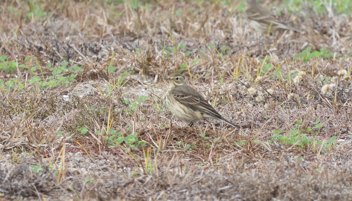 American Pipit - ML638342227