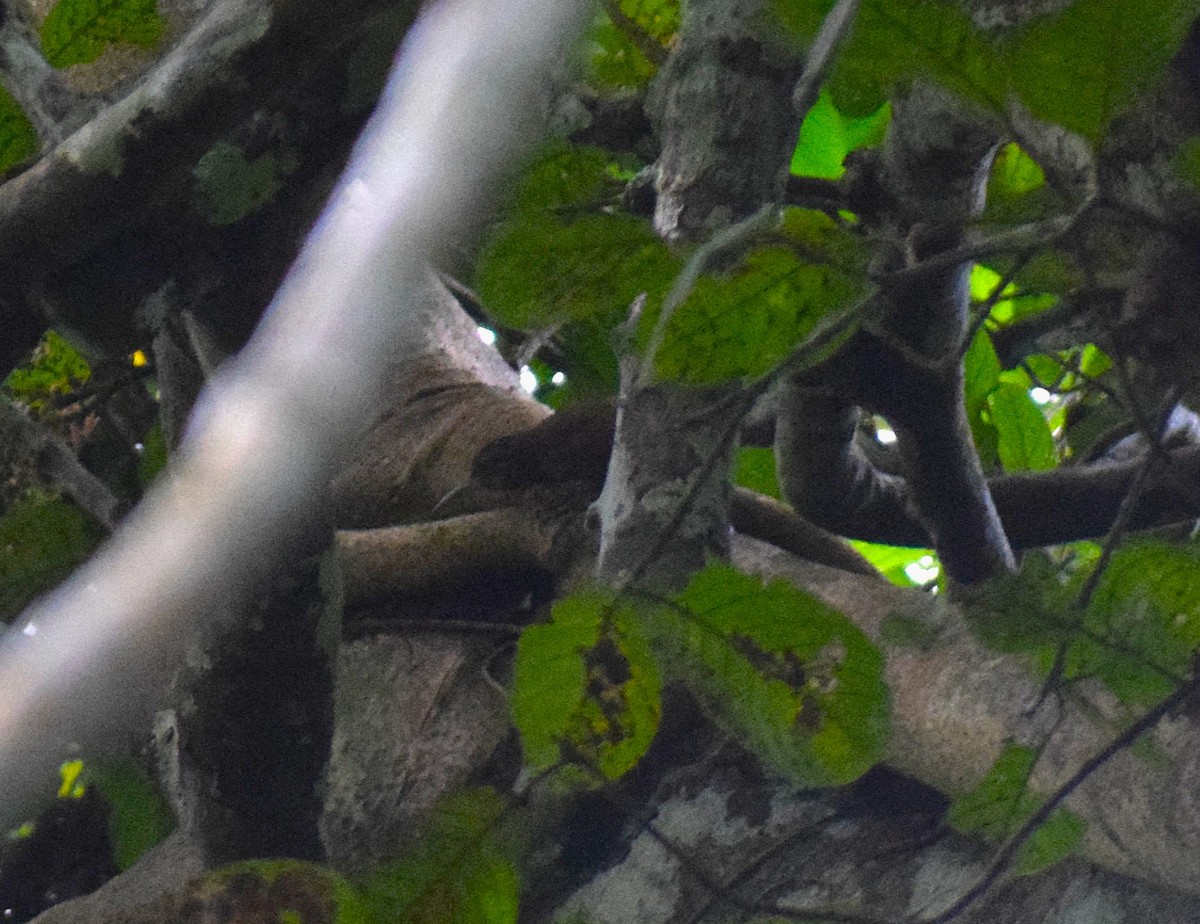 Plain-brown Woodcreeper - ML638342230