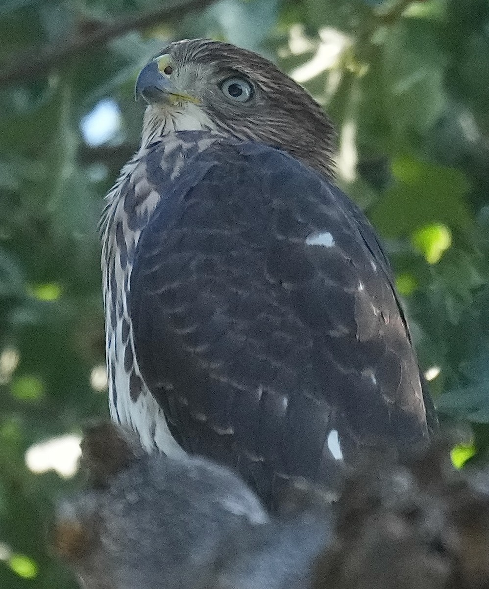 Gavilán de Cooper - ML638342277
