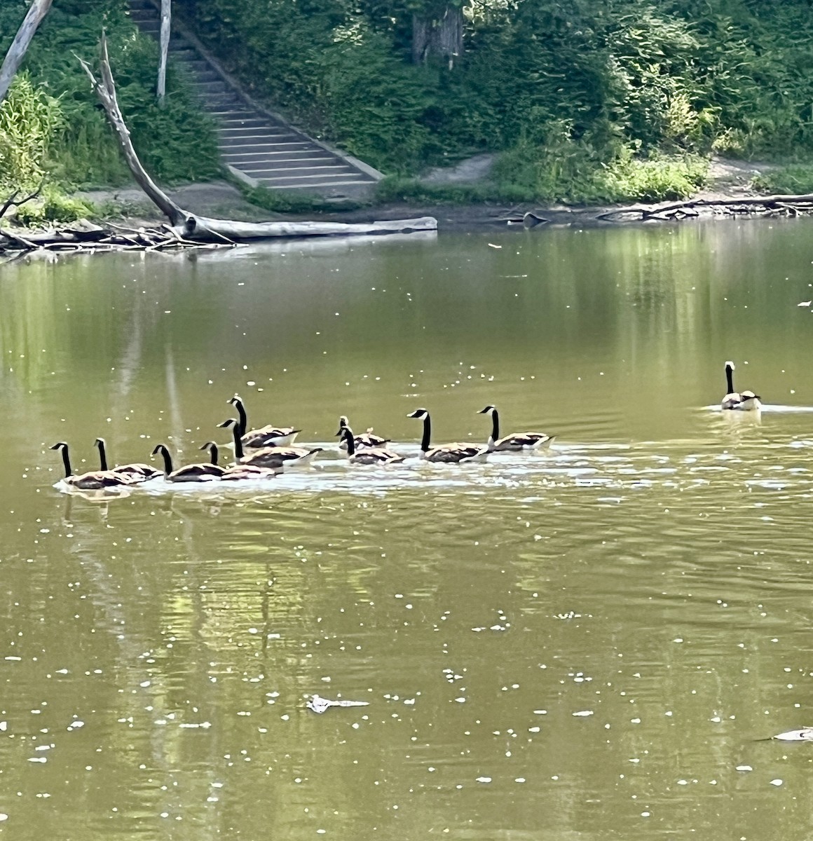 Canada Goose - ML638342289