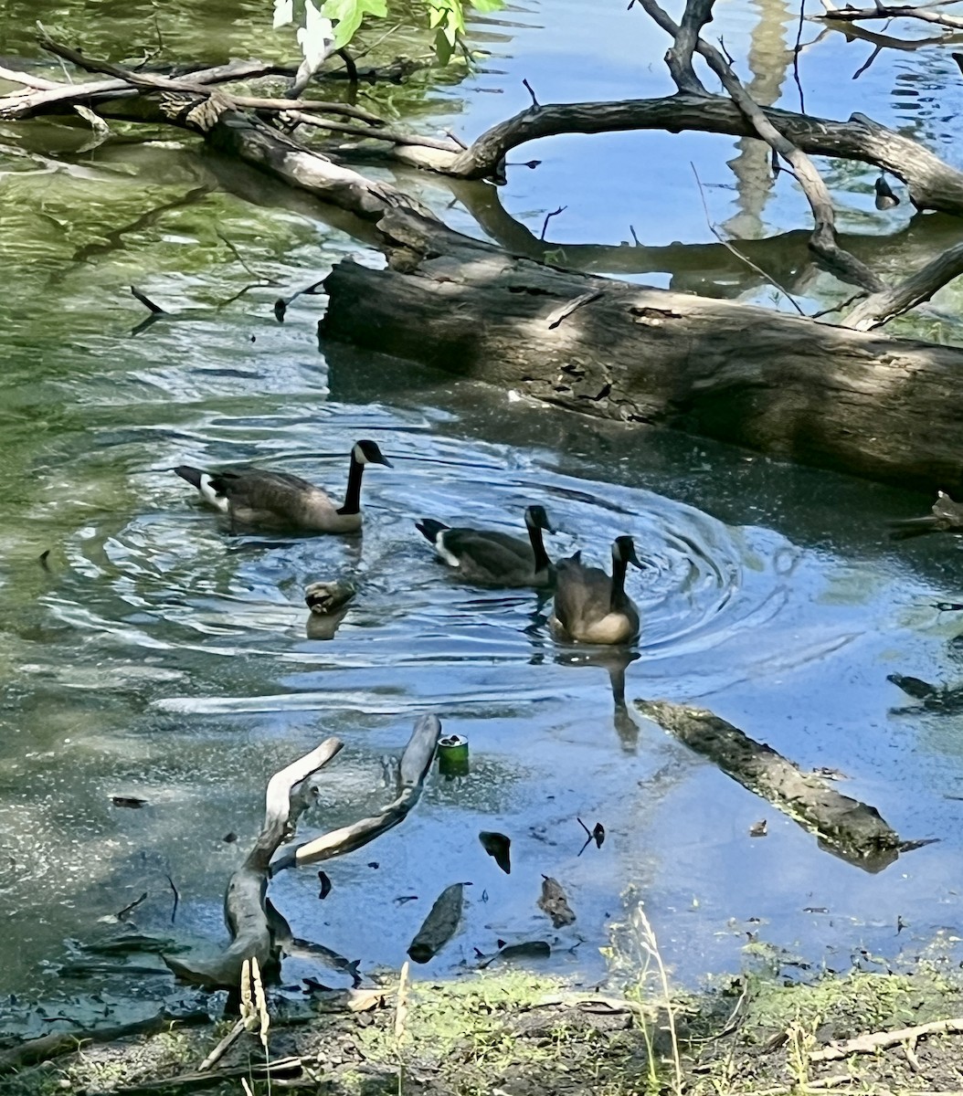 Canada Goose - ML638342290
