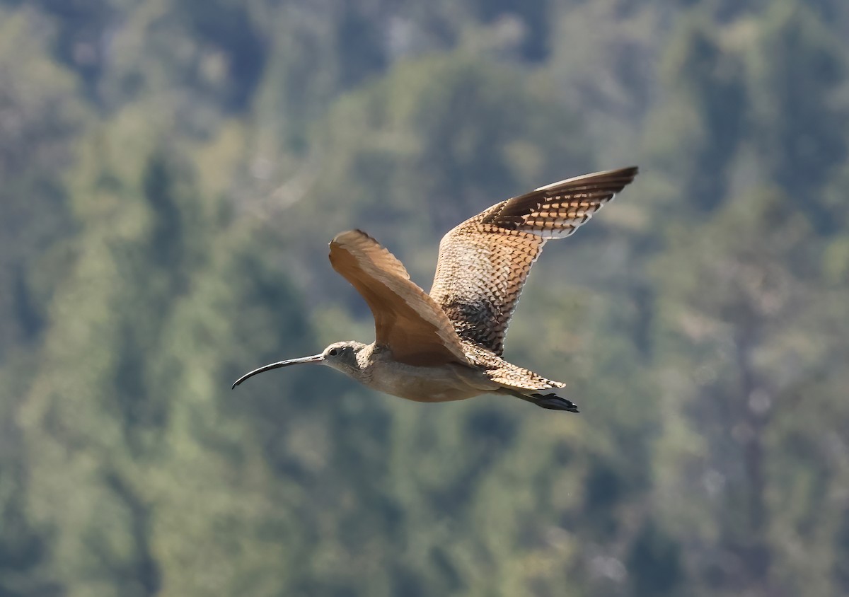 Long-billed Curlew - ML638342305