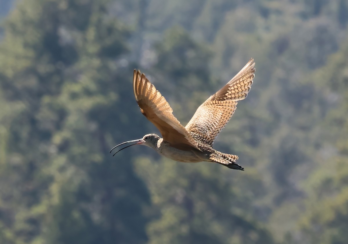 Long-billed Curlew - ML638342306