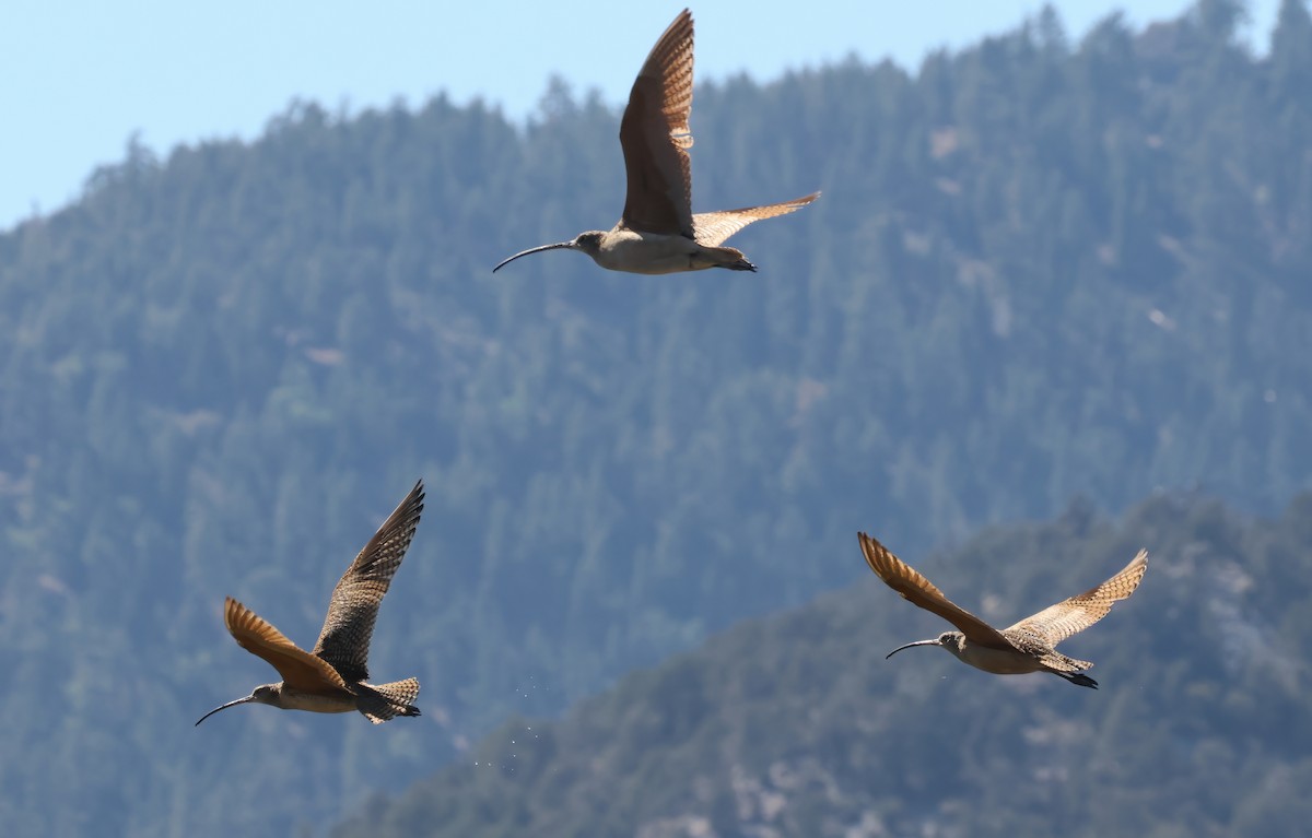 Long-billed Curlew - ML638342308