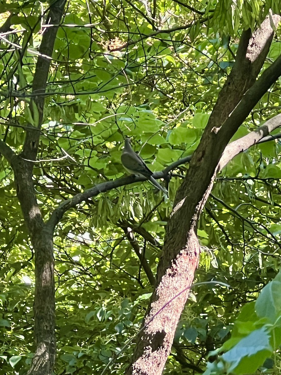 Mourning Dove - ML638342315
