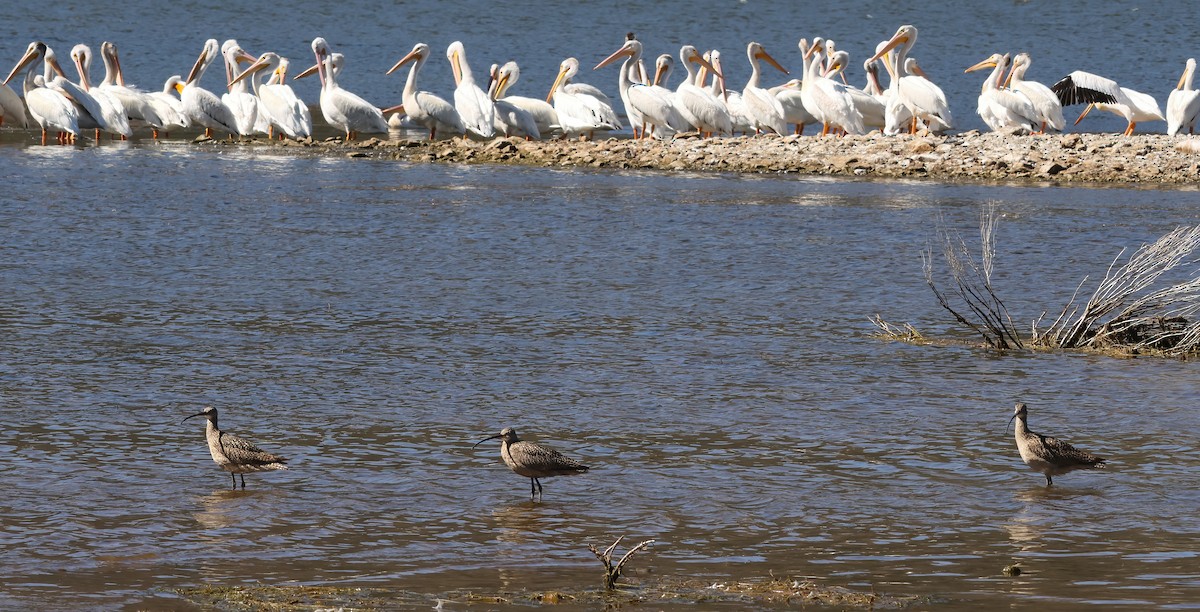Long-billed Curlew - ML638342316