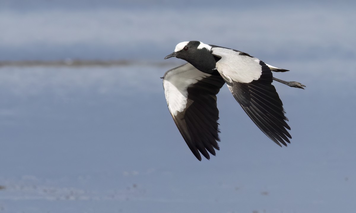 Blacksmith Lapwing - ML638342319