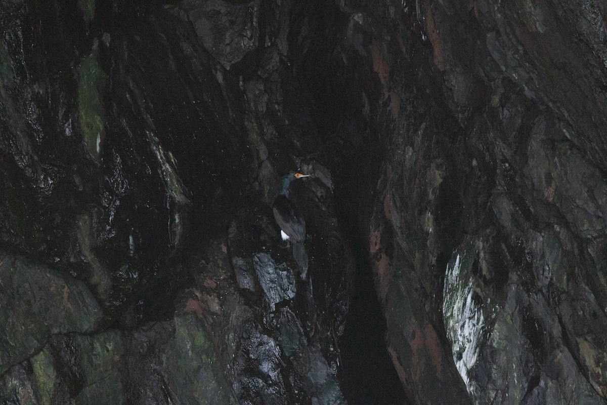 Cormorán Carirrojo - ML638342321