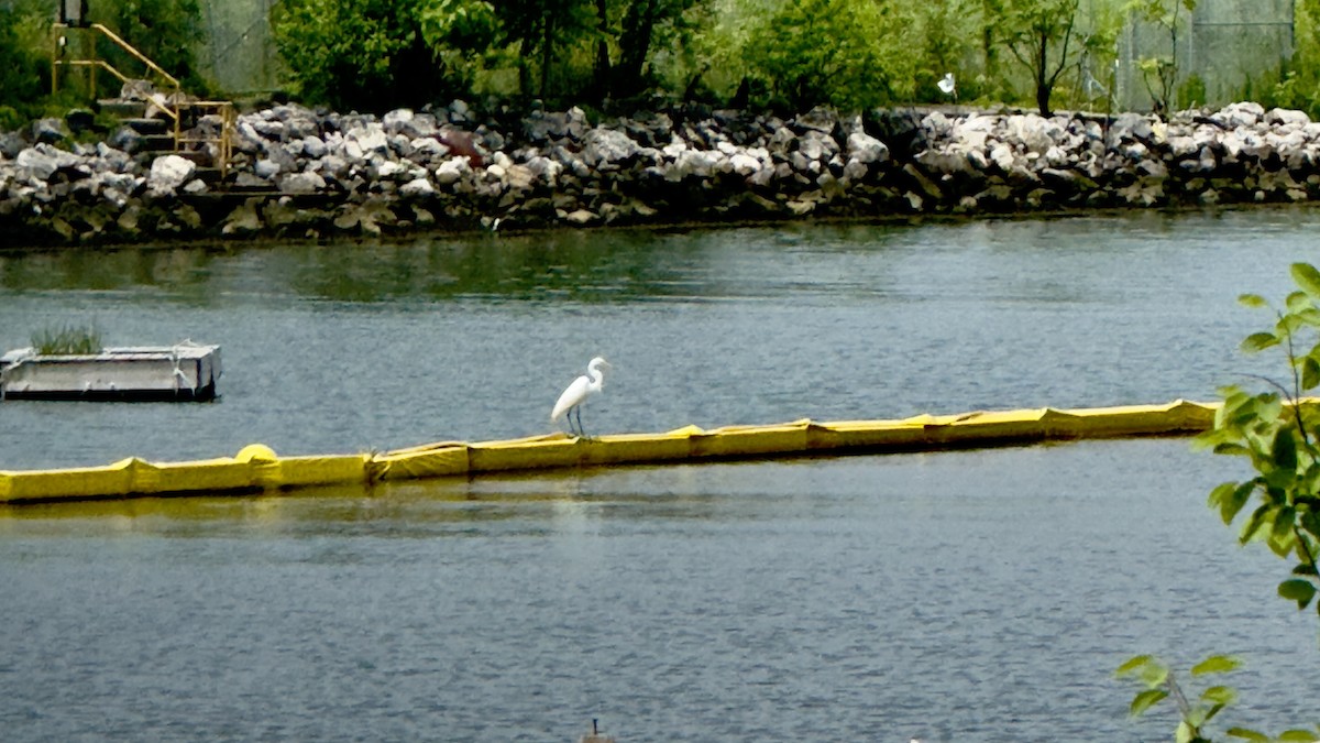 Great Egret - ML638342326