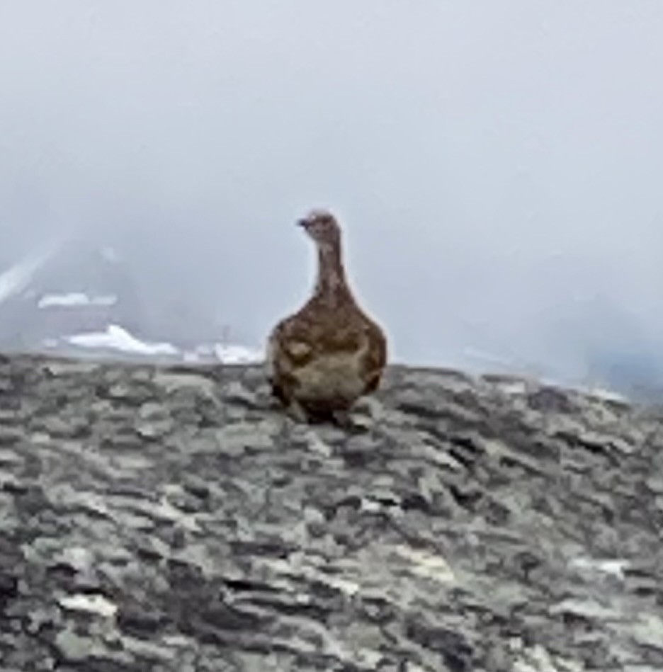 Rock Ptarmigan - ML638342327