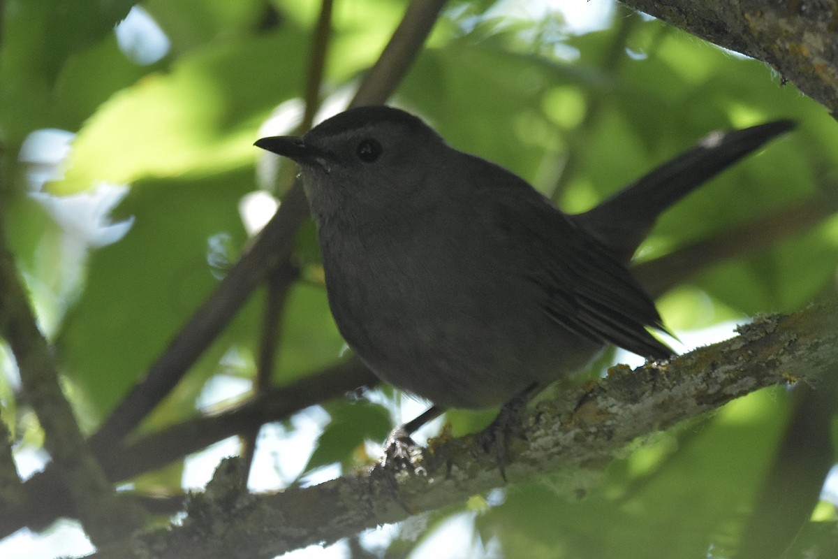 kattespottefugl - ML638342338