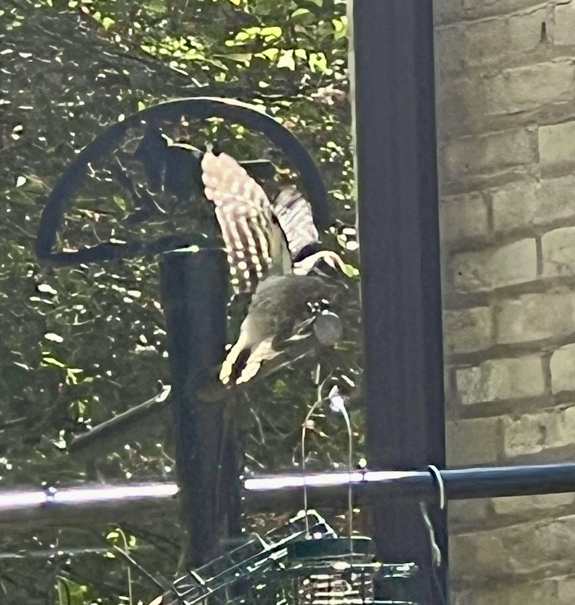 Downy Woodpecker - ML638342339