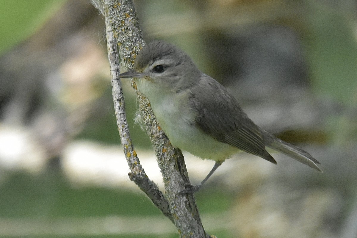 Warbling Vireo - ML638342342
