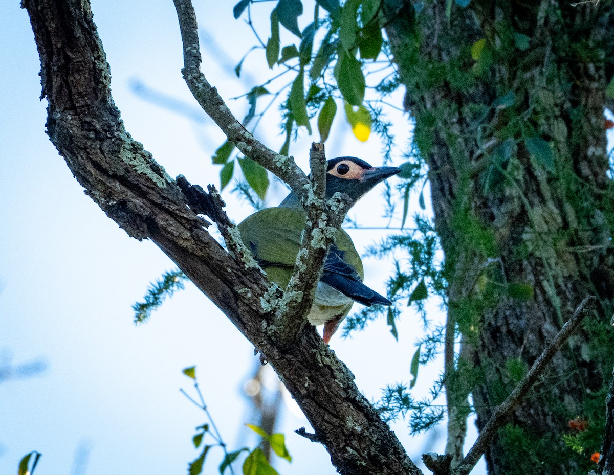 Australasian Figbird - ML638342349