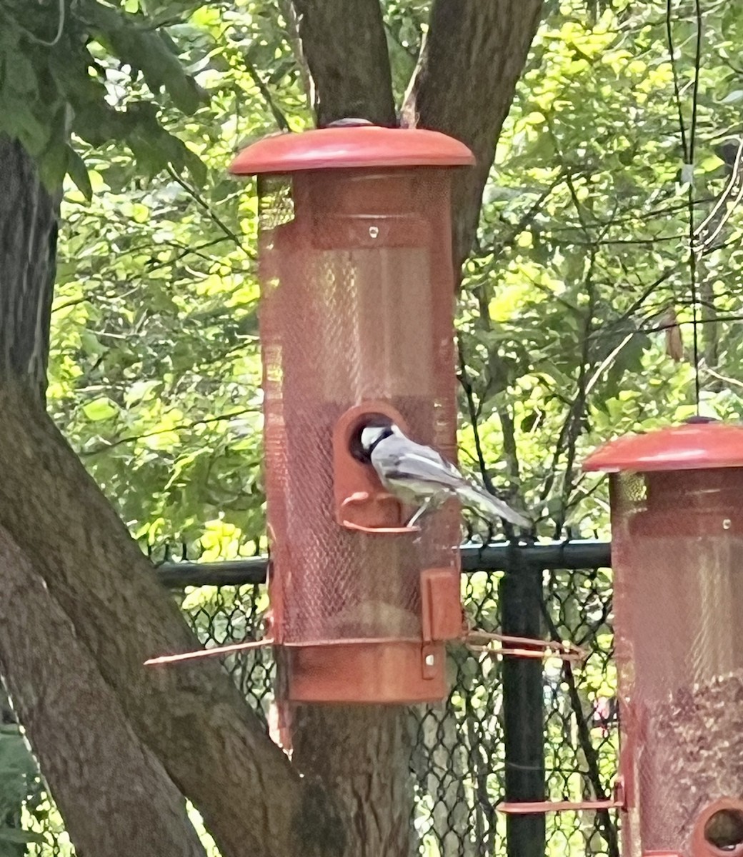 Black-capped Chickadee - ML638342351