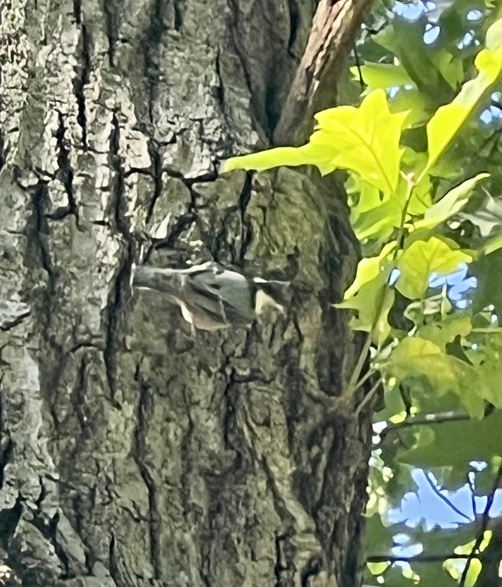 White-breasted Nuthatch - ML638342364