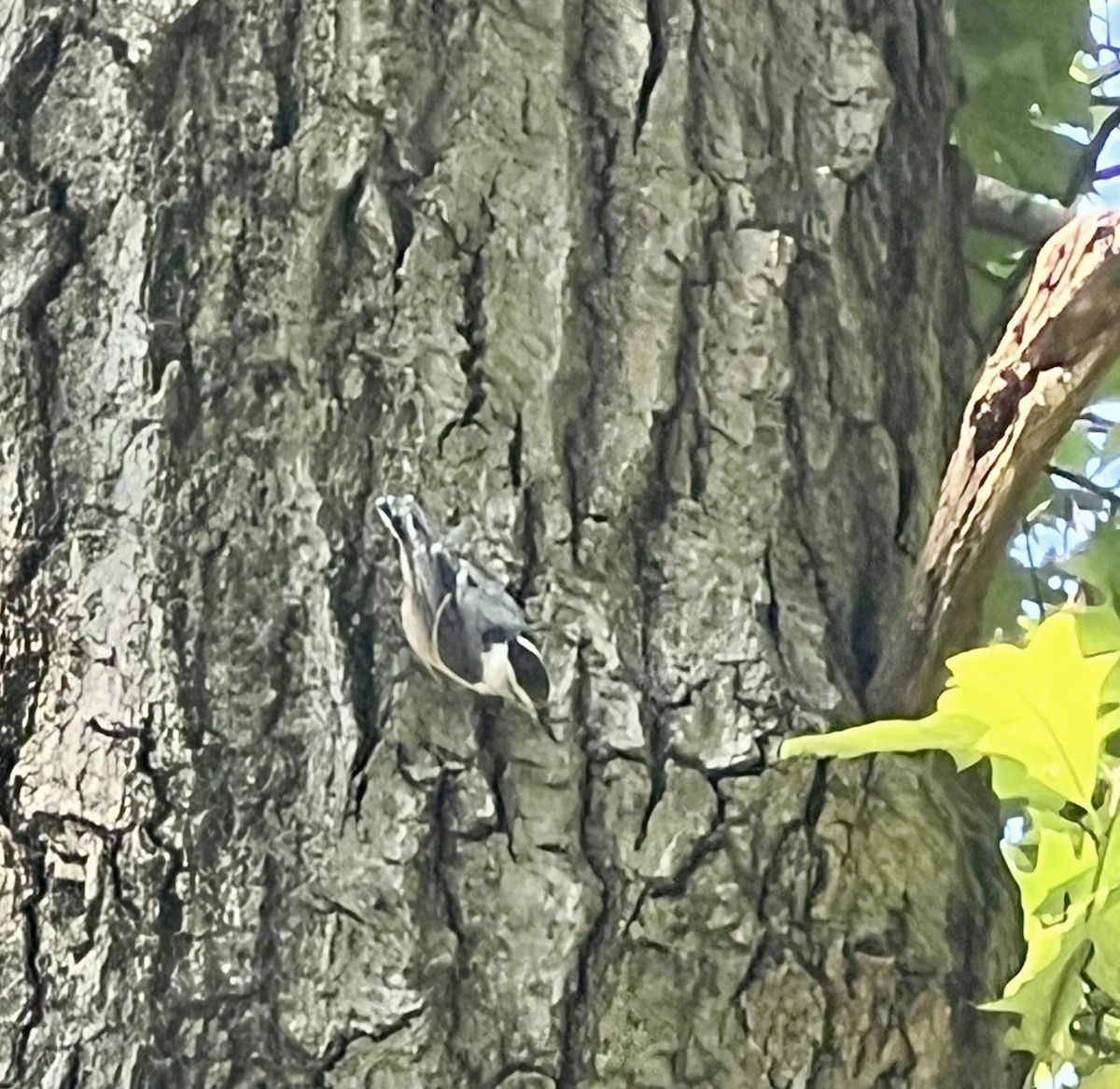White-breasted Nuthatch - ML638342365