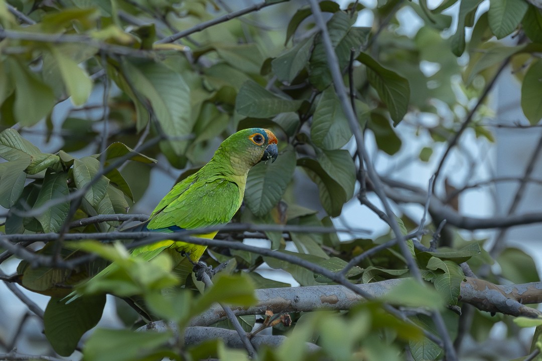 Peach-fronted Parakeet - ML638342372