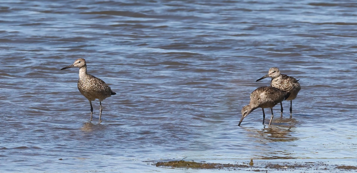 Willet - ML638342378