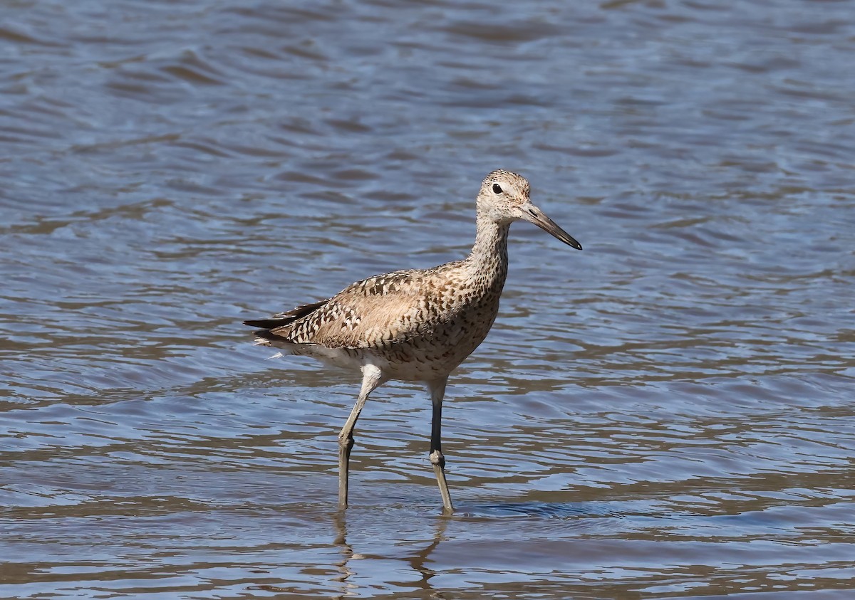 Willet - ML638342379