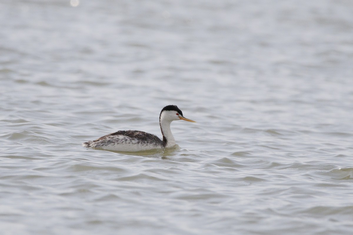 Clark's Grebe - ML638342399