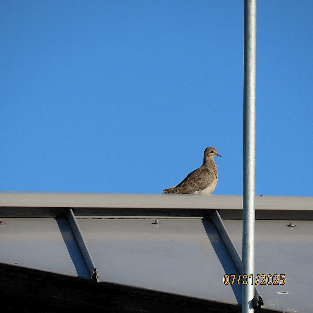 Mourning Dove - ML638342400