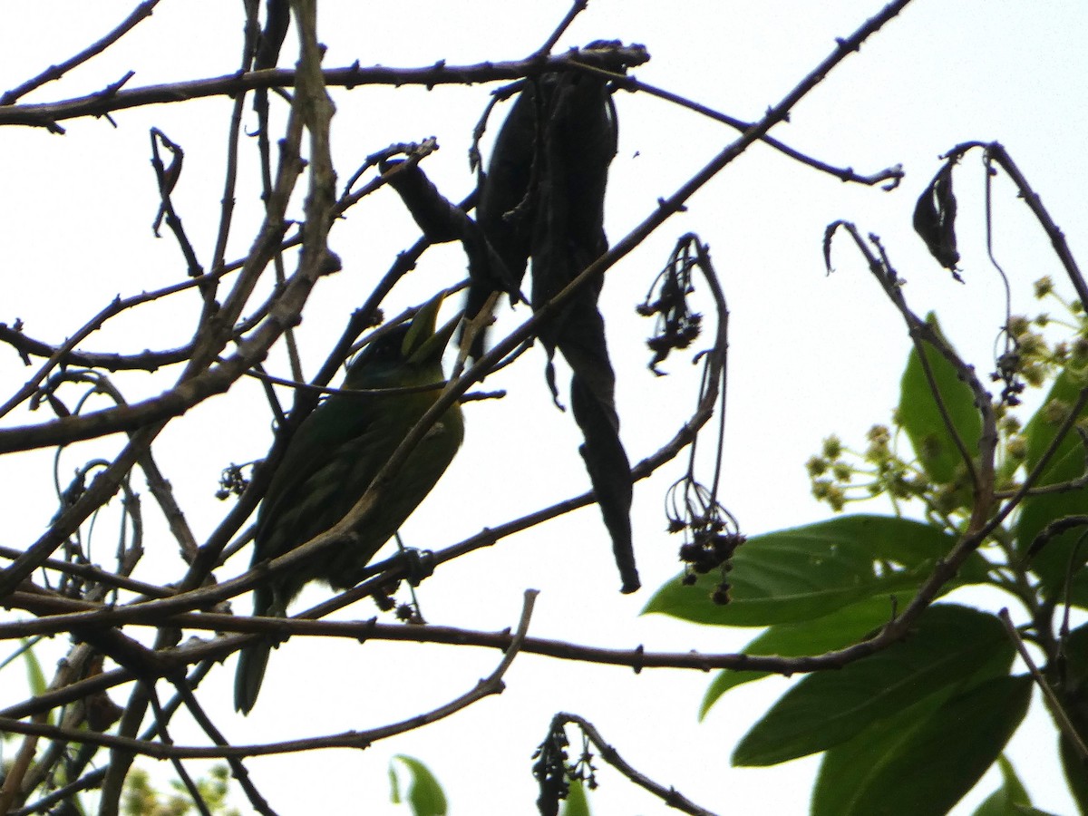 Red-headed Barbet - ML638342403