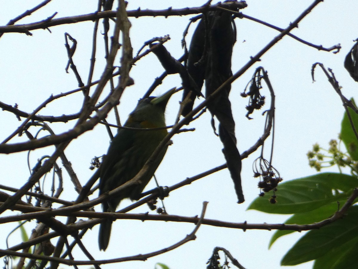 Red-headed Barbet - ML638342404