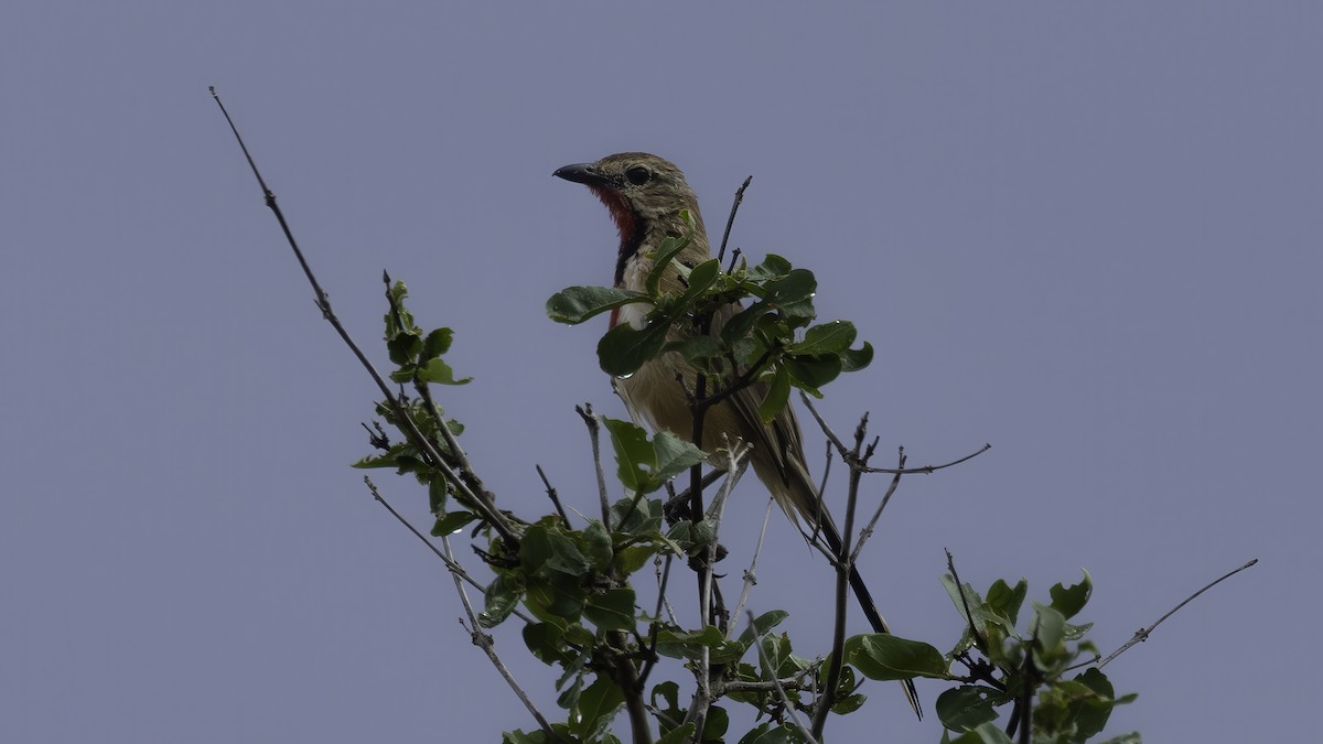 Rosy-patched Bushshrike - ML638342405