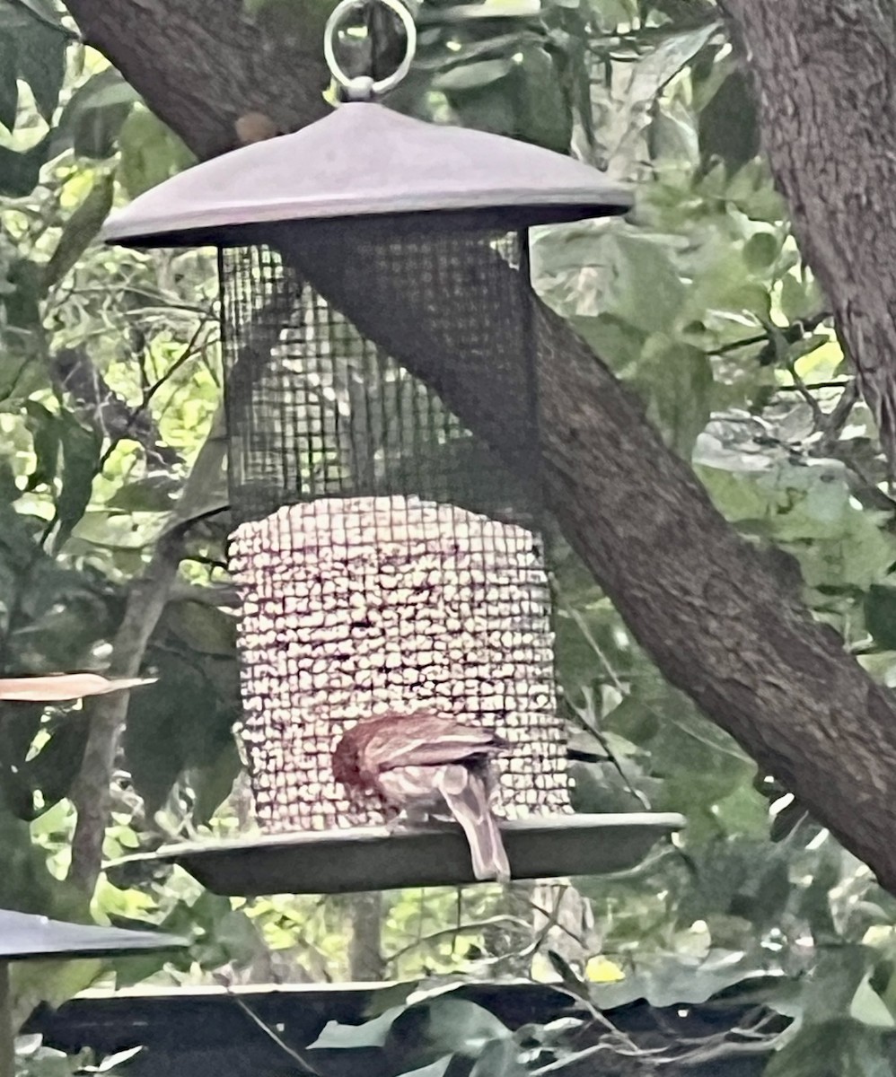 House Finch - ML638342422