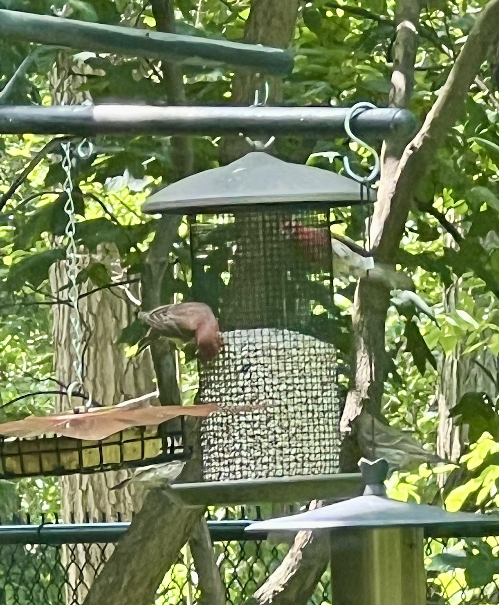 House Finch - ML638342423