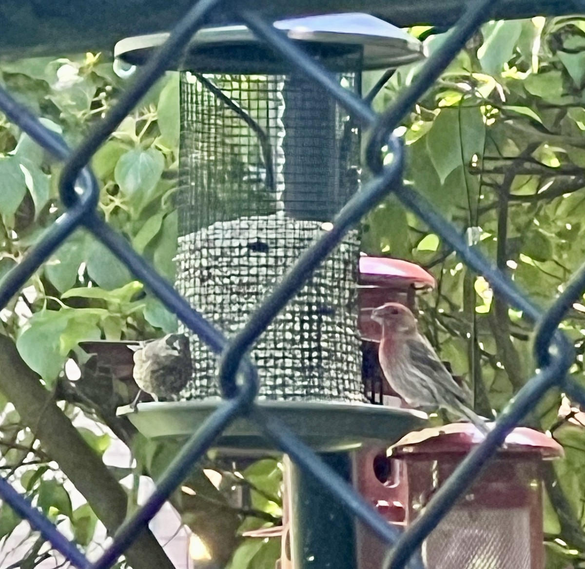 House Finch - ML638342424